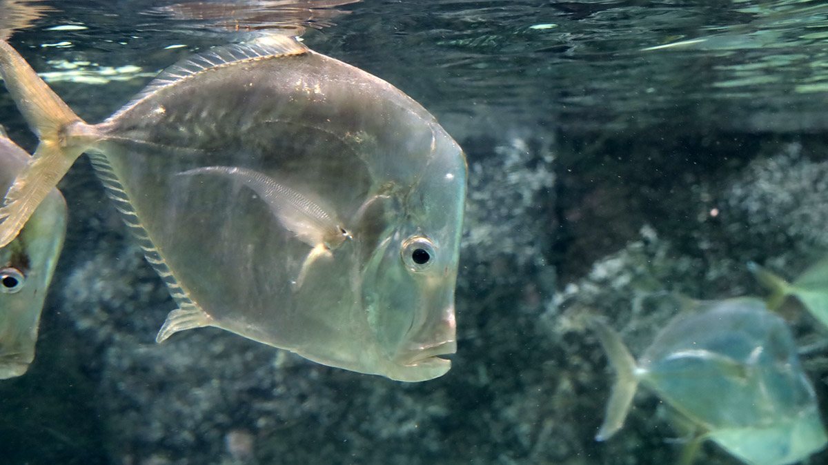 Oceanium Blijdorp - Horstmakreel